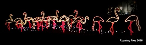 Flamingoes at the campground