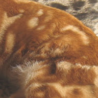 Warna Sorrel Kucing Bengal