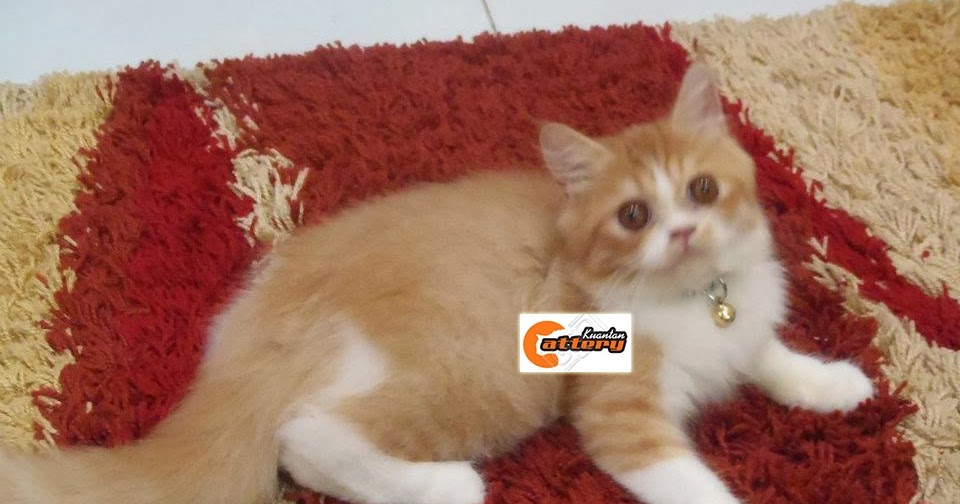 Kucing Persian di Kuantan Pahang Malaysia: Kucing Persian Kami