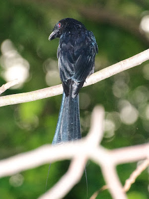 Greater Racket-tailed Drongo (Dicrurus paradiseus) 