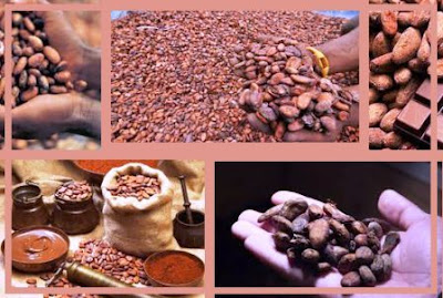 produsen distributor supplier biji kakao / bahan cokelat kering / bubuk 