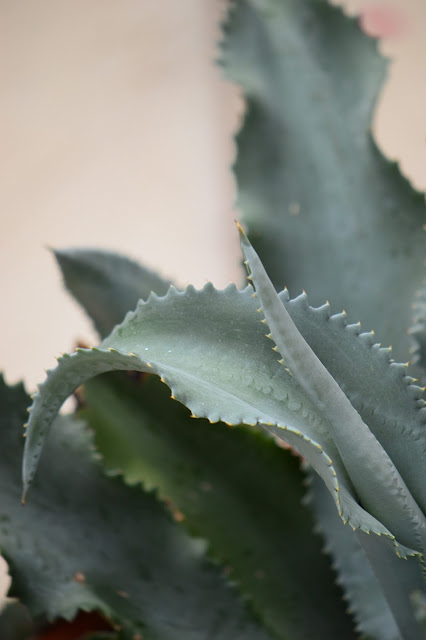 agave marmorata, desert garden, small sunny garden, photography, amy myers