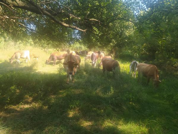 Grazing Cows at Bulgaria Farm