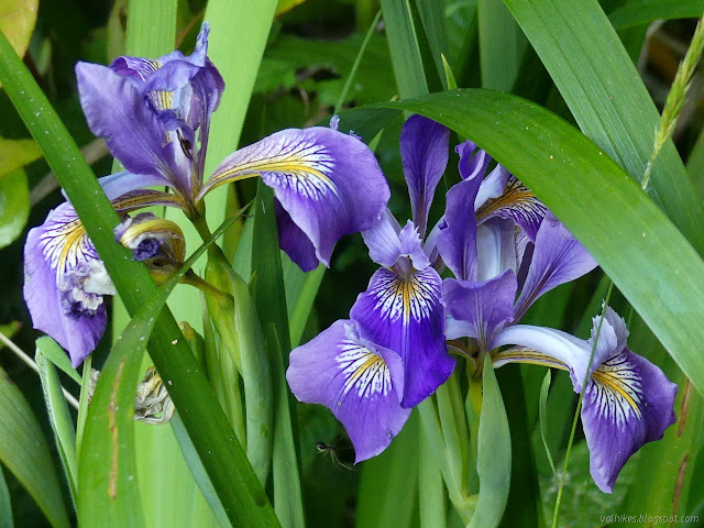 dark veins on showy petals