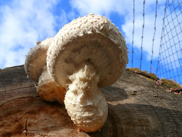 Hemipholiota populnea