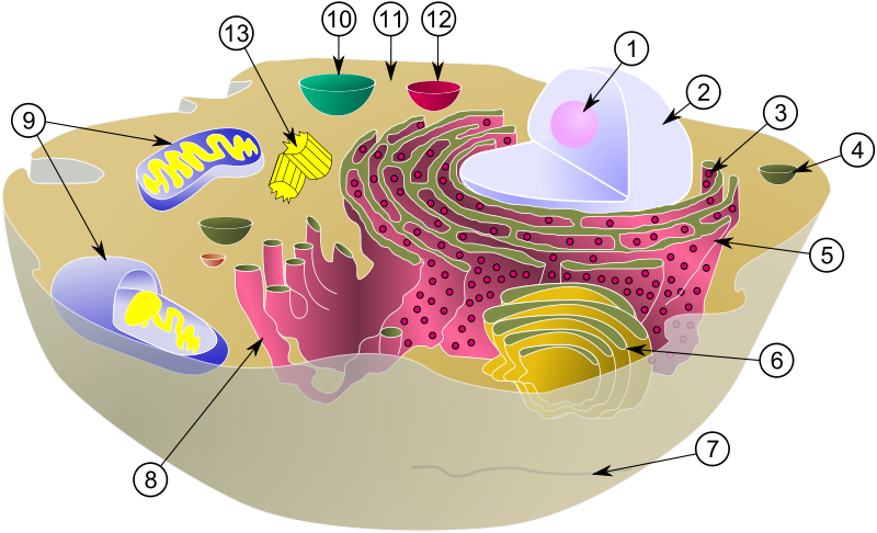 Animal Cell Diagram For Kids Labeled. Simple Animal Cell Diagram