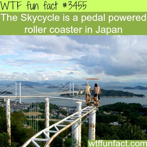 40 Amazing Random WTF Facts