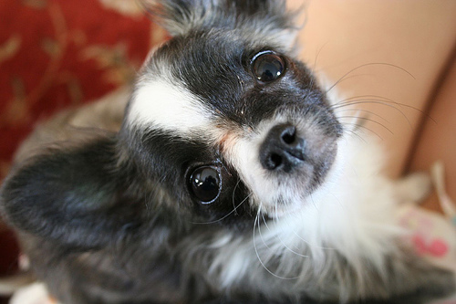 cute chihuahua puppies pictures. cute chihuahua puppies