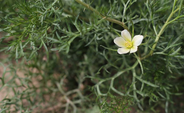 Peganum Harmala Flowers Pictures