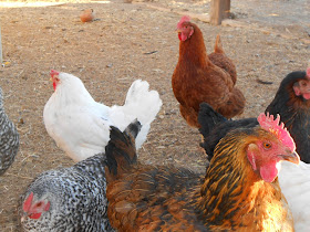 Homesteading And Chickens, living From Glory To Glory Blog...