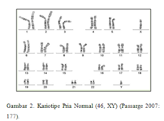 Kariotipe Pria Normal