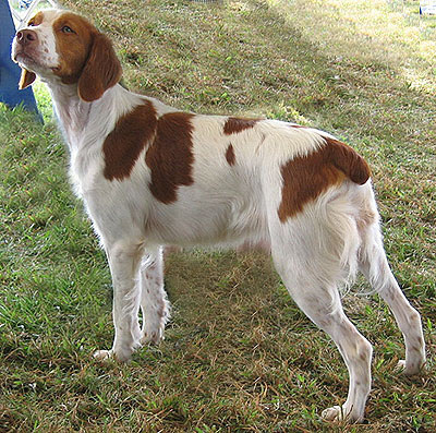 Brittany Dog Picture