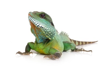 Indian Water Dragon - Physignathus cocincinus