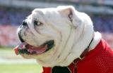 Go Dawgs, Sic' Em