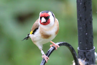 Ringed Goldfinch