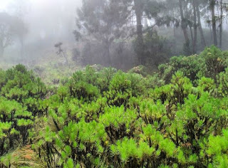 jalur pendakian gunung butak via Sirah Kencong