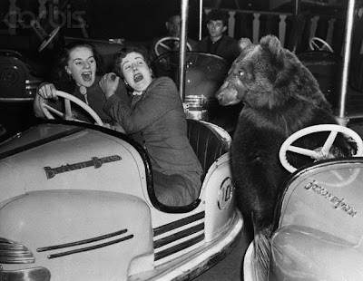 Car Is The Best Target When Animals Gone Wild Seen On  www.coolpicturegallery.us