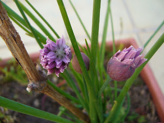 flor del cebollino