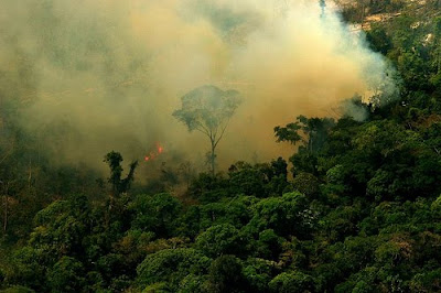 Deforestation in Pará