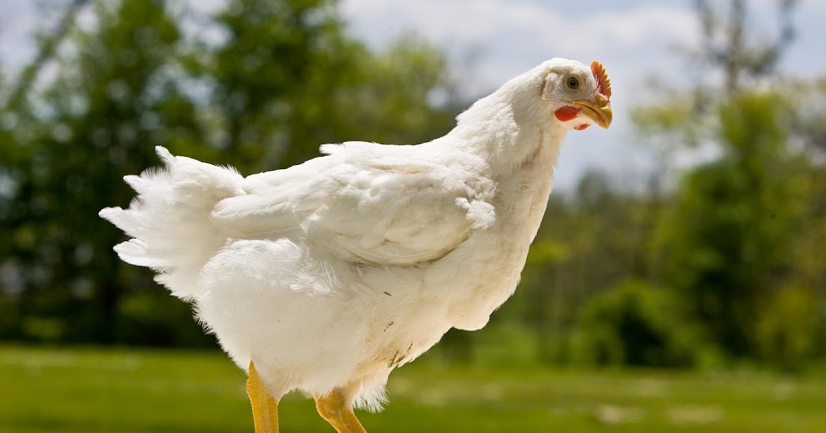India Poultry Market: Industry Trends, Share, Size, Growth, Opportunity And Forecast 2019-2027