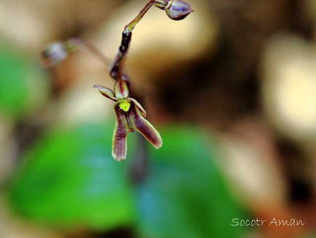 Neottia japonica