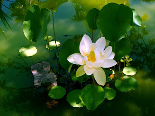 Beautiful Lotus HD Wallpapers Free Download