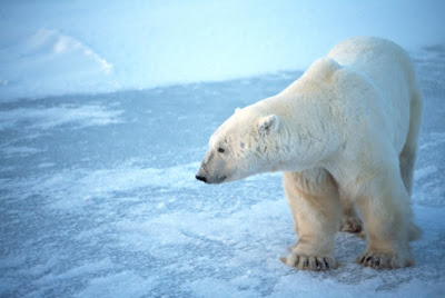 polar bear pictures