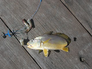 ijaldisini SIAKAP SENOHONG GELAMA IKAN DURI 