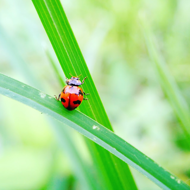 Be My Lady Bug - Macro