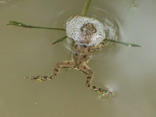 Bombina variegata DSC43334