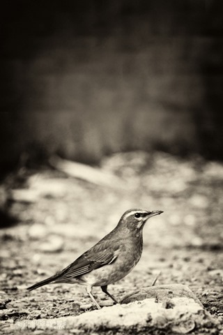 r5_MG_2531w