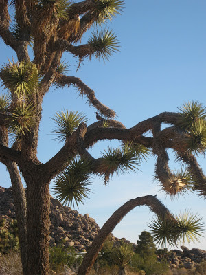 Gambel's Quail Sitting in a Joshua Tree Joshua Tree Rock Haven National Park California