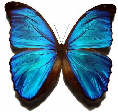 Blue Morpho