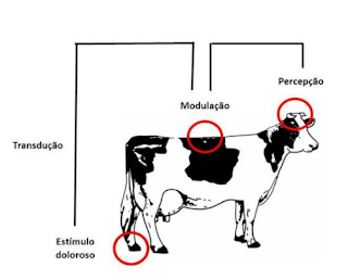 podopatia-bovinos