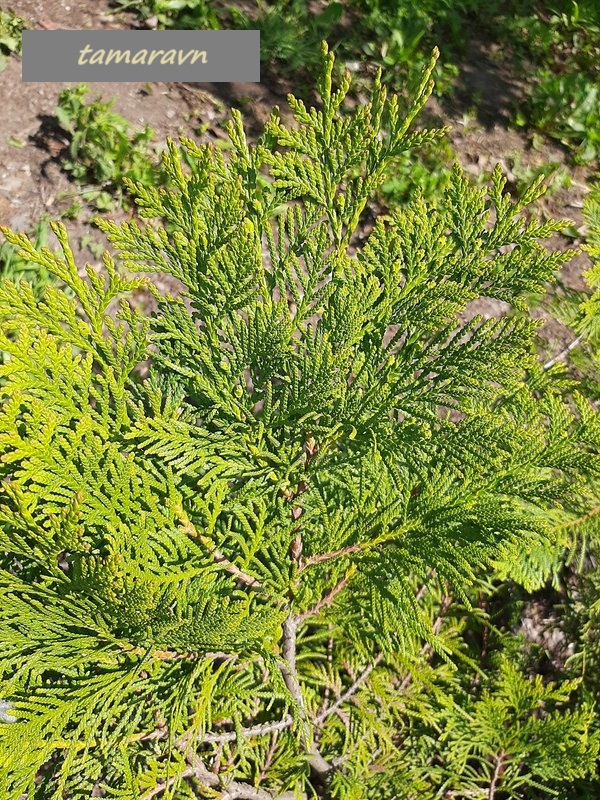 Туя корейская (Thuja koraiensis)