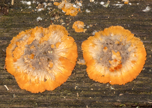 Phlebia radiata, Wrinkled Crust.  Hayes Common, 16 November 2016.