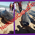 #FAKE NEWS! Não procede tubarão encalhado em Icapuí (Praia de Redonda) 