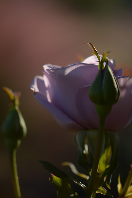 rose "Sterling Silver", amy myers, small sunny garden, hybrid tea rose, desert garden