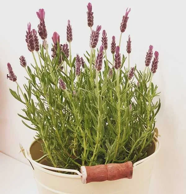 lavender plant