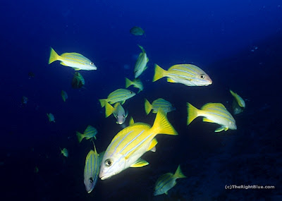 Bluestripe Snappers (Lutjanus kasmira)