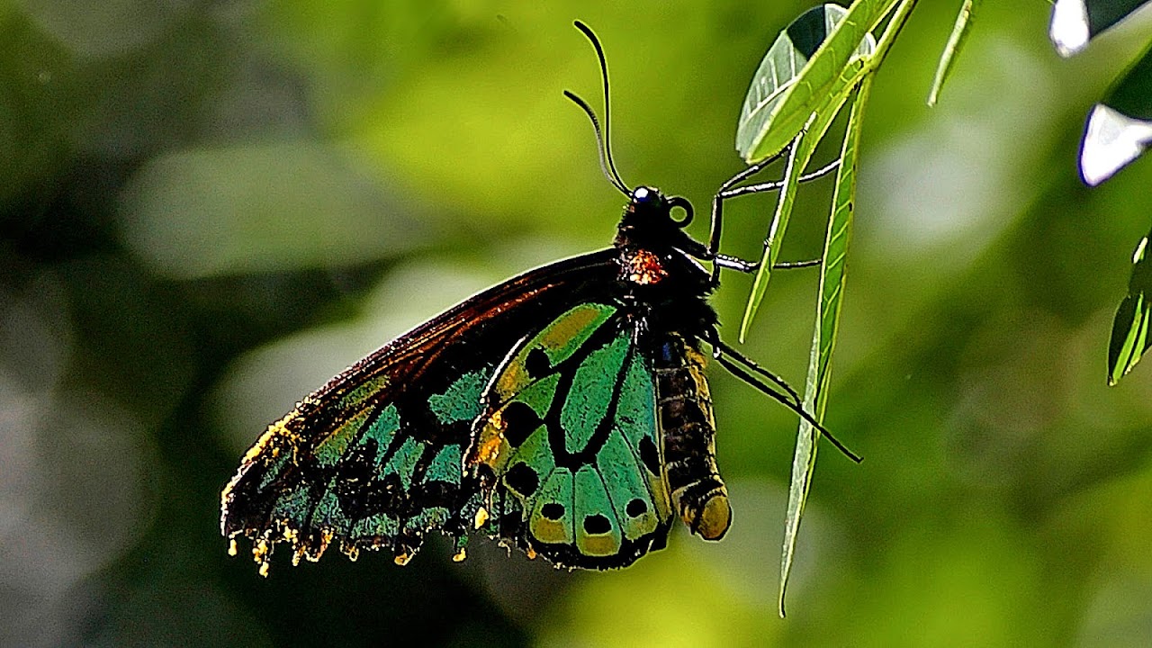 Dryococelus australis - Endangered Insect