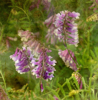 Wild Winter Peas Hickory Ridge Studio