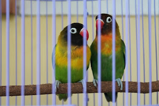 Love Bird Hijau Kepala Hitam ( DaKocan), Jual Love Bird Hijau Kepala Hitam Dakocan Pasangan Remaja, Burung LoveBird , Burung Cinta..
