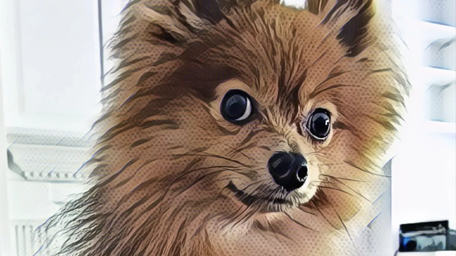 Pomeranian Dog Pom Chewy