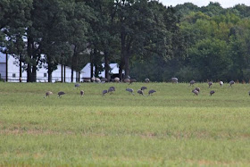 photo of field of sandhill cranes