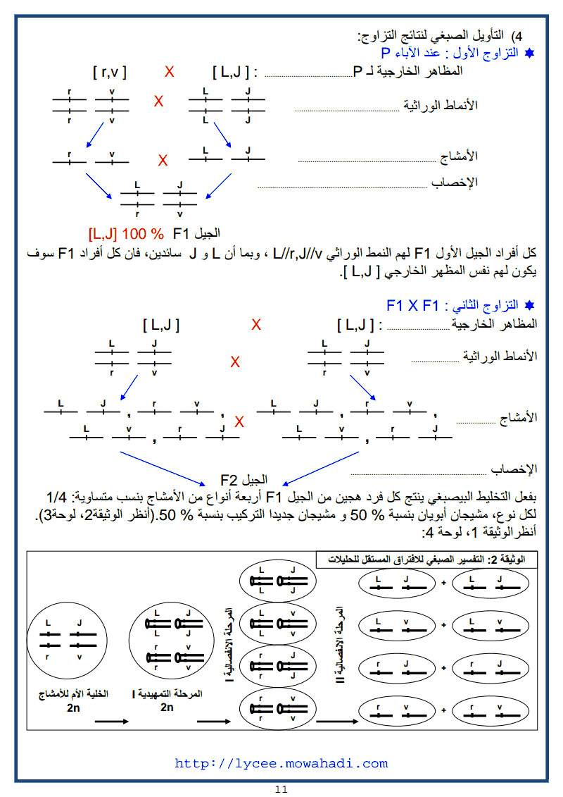  القوانين الاحصائية لانتقال الصفات الوراثية عند ثنائيات الصيغة الصبغية -11