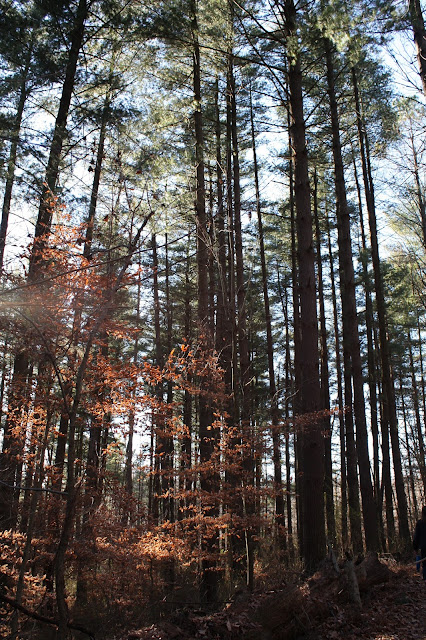 Hiking in Hoosier National Forest