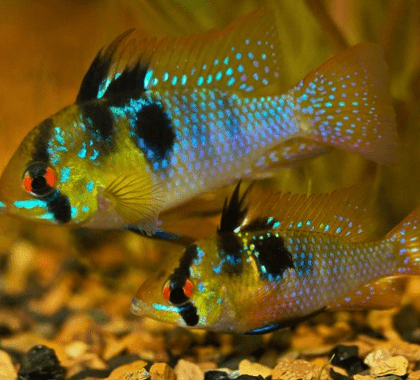 Ikan Ramirezi German