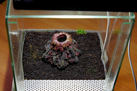 xaxim w terrarium