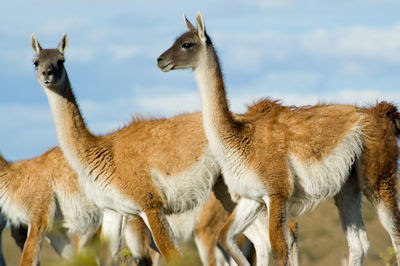 Llamas Guanacoes en las planicies del sur de Argentina